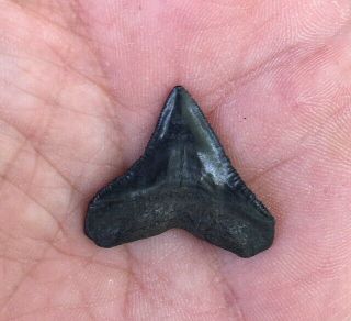 XL Fossil BULL Shark Tooth Florida HUGE 2