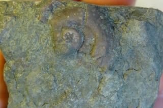 Gastropods - Silurian Period - Large Platyceras Cornutum - Pc1