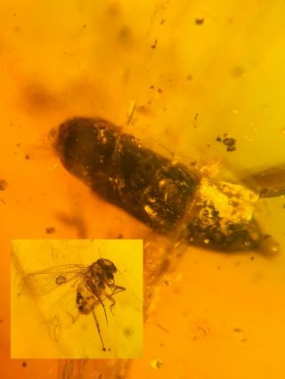 Unknown Beetle&barklice Burmite Myanmar Burmese Amber Insect Fossil Dinosaur Age