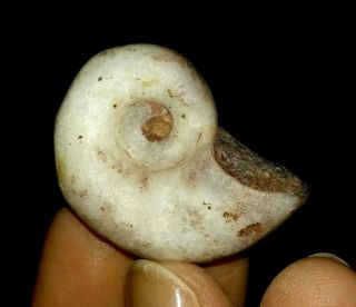 Ammonite Nautilidae Fossil From Timor,  30mm