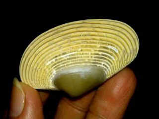 Sea Shell Fossil,  Bivalve,  Veneridae From Java,  Indonesia,  45mm