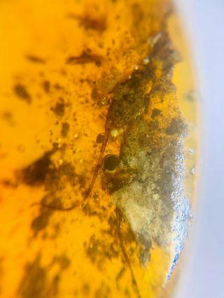 Unknown Bug In Sands Burmite Myanmar Burmese Amber Insect Fossil Dinosaur Age