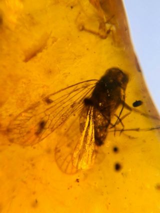 Hemiptera Cicada Leafhopper Burmite Myanmar Amber Insect Fossil Dinosaur Age