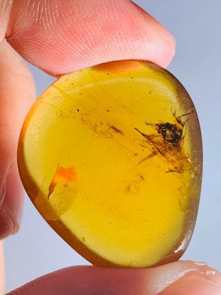 2.  3g Unknown Bug&fly Burmite Myanmar Burmese Amber Insect Fossil Dinosaur Age
