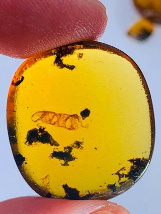 2.  6g Unknown Item&plant Burmite Myanmar Burmese Amber Insect Fossil Dinosaur Age