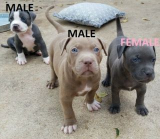 Xl Pitbull/am Bully Puppies - 5 Weeks Old - 7 Males,  1 Female - Blue,  White & Fawn