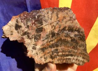Reilly’s Rocks: Top Quality Saint Johns Az.  Petrified Wood,  2.  25 Lb