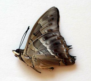 Charaxes Solon Sumatranus - Unmounted Butterfly