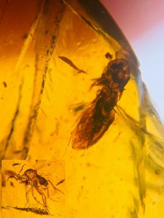 Unknown Beetle&diptera Fly Burmite Myanmar Amber Insect Fossil Dinosaur Age