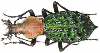 26.  Carabidae - Carabus (coptolabrus) Mirificus Ssp.  Elisabettianus.  Male