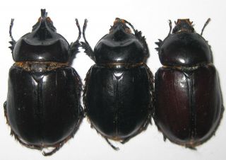 Dynastidae Strategus Aenobarbus Trio A1 Big Male 36mm (dominican Republic)