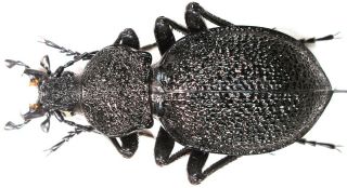 14.  Carabidae - Carabus (procerus) Gigas Gigas.  Male