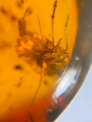 Strange Tail Cicada Larva Burmite Myanmar Burma Amber Insect Fossil Dinosaur Age
