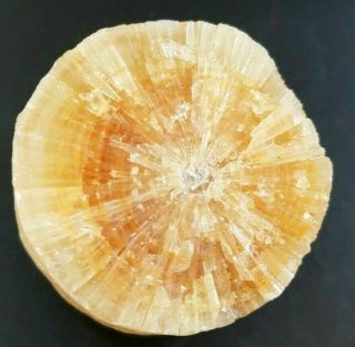 140.  20 Grams Natural Rough Petrified Pet Wood Orange Crystal From Turkey
