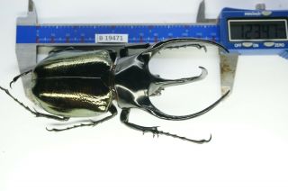 B19471 – Chalcosoma Caucasus Ps.  Beetles – Insects Dak Nong Vietnam 123mm