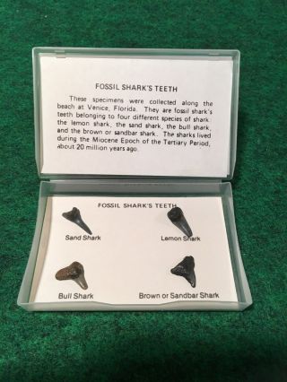 Quality Fossil Shark Tooth Display Specimens Late Jurassic World Miocene Period
