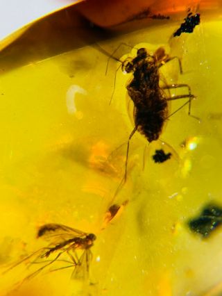 Pentatomidae And Mosquitoes Burmite Cretaceous Amber Fossil Dinosaurs Era