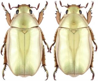 Insect - Rutelidae Chrysina Kalinini Sp.  Nov.  2019 - Panama - Pair 25mm,  / -.