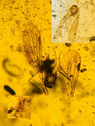 Unknown Plant&bug Wings Burmite Myanmar Burmese Amber Insect Fossil Dinosaur Age