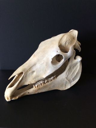 Real Horse Skull Skeleton Head With Teeth Taxidermy Animal Halloween Decor