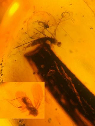 Barklice&mosquito Fly&tree Leaf Burmite Myanmar Amber Insect Fossil Dinosaur Age