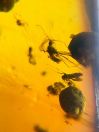 3 Small Flies&plant Spore Burmite Myanmar Burma Amber Insect Fossil Dinosaur Age