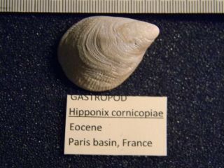 Five Eocene Fossil Mollusks From The Paris Basin Of France