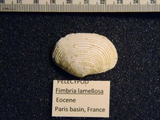 Five Eocene fossil mollusks from the Paris basin of France 2