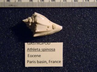 Five Eocene fossil mollusks from the Paris basin of France 3