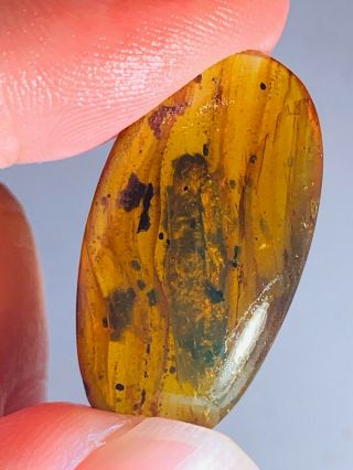 1.  69g Unknown Item Burmite Myanmar Burmese Amber Insect Fossil From Dinosaur Age