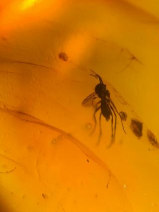 4 Mosquito Fly&wasp Bee Burmite Myanmar Burmese Amber Insect Fossil Dinosaur Age