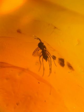 4 mosquito fly&wasp bee Burmite Myanmar Burmese Amber insect fossil dinosaur age 2