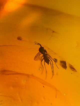 4 mosquito fly&wasp bee Burmite Myanmar Burmese Amber insect fossil dinosaur age 3