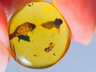 1.  65g Unknown Items Burmite Myanmar Burmese Amber Insect Fossil Dinosaur Age