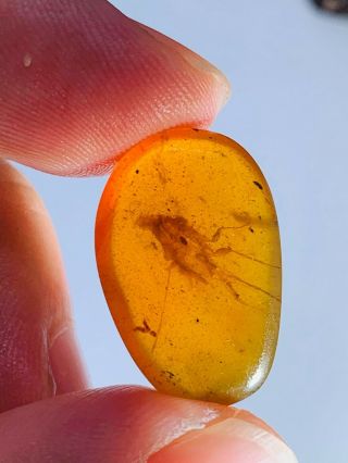 1.  27g big adult roach Burmite Myanmar Burmese Amber insect fossil dinosaur age 2