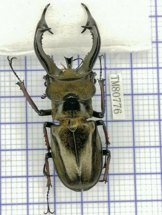 Lucanidae Tm80776 Lucanus Furcifer 71mm E Tibet