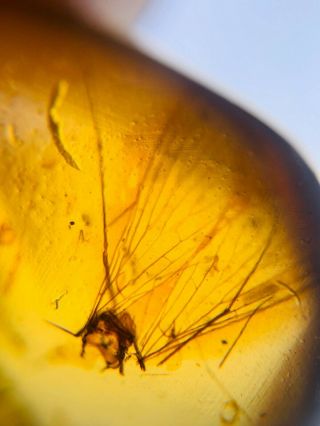 Unique Unknown Bug Wing Burmite Myanmar Burmese Amber Insect Fossil Dinosaur Age