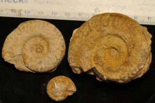 Fossil Ammonites - Hildoceras Bifrons From England