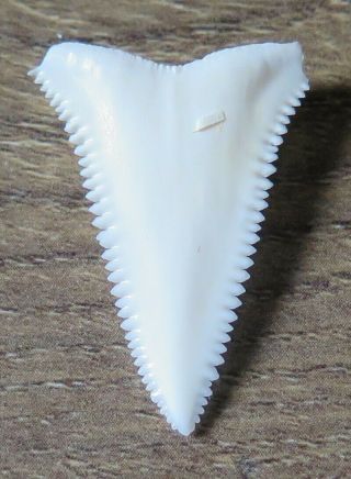 1.  213 " Lower Nature Modern Great White Shark Tooth (teeth)