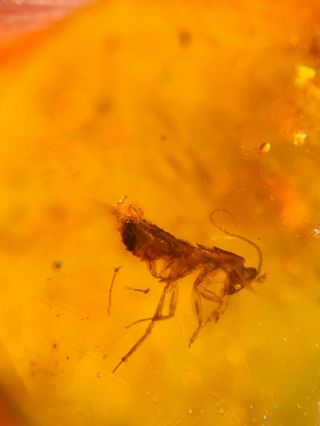 Blattaria Roach Larva Burmite Myanmar Burmese Amber Insect Fossil Dinosaur Age