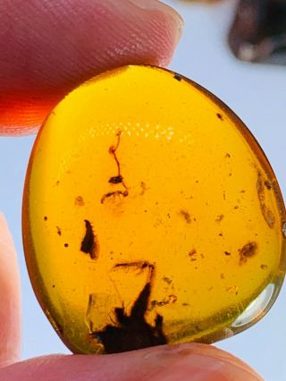 2.  27g Unknown Big Bug&tick&fly Burmite Myanmar Amber Insect Fossil Dinosaur Age