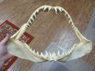 (sj250 - 96 - 2) 18 " Mako Shortfin Shark Jaw Sharks Jaws Teeth Taxidermy Isurus