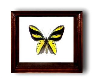 Ornithoptera Tithonus Misresiana In The Frame Of Expensive Breed Of Real Wood