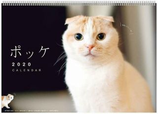 2020 Wall Calendar I Am Pocke Pocke Art Print Japan Cat Neko Japanese Ver