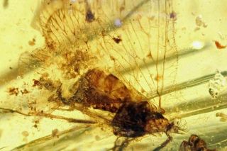 Burmese Amber,  Fossil Inclusion,  Interesting Insect