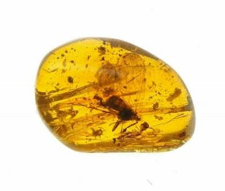 Burmese Amber,  Fossil Inclusion,  Interesting insect 2
