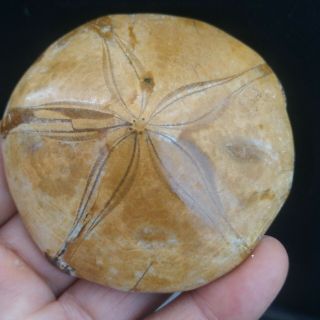 89.  6g Rare Sea Urchin Star Fish Fossil Sand Dollar - Madagascar