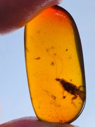 1.  4g Adult Cockroach Burmite Myanmar Burmese Amber Insect Fossil Dinosaur Age
