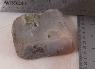 Oregon Fossil Limb Cast Specimen 13.  6 oz rough 3
