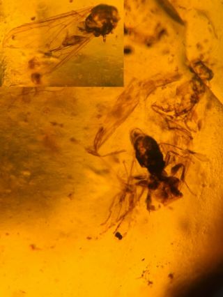 3 Big Unknown Fly Bug Burmite Myanmar Burmese Amber Insect Fossil Dinosaur Age